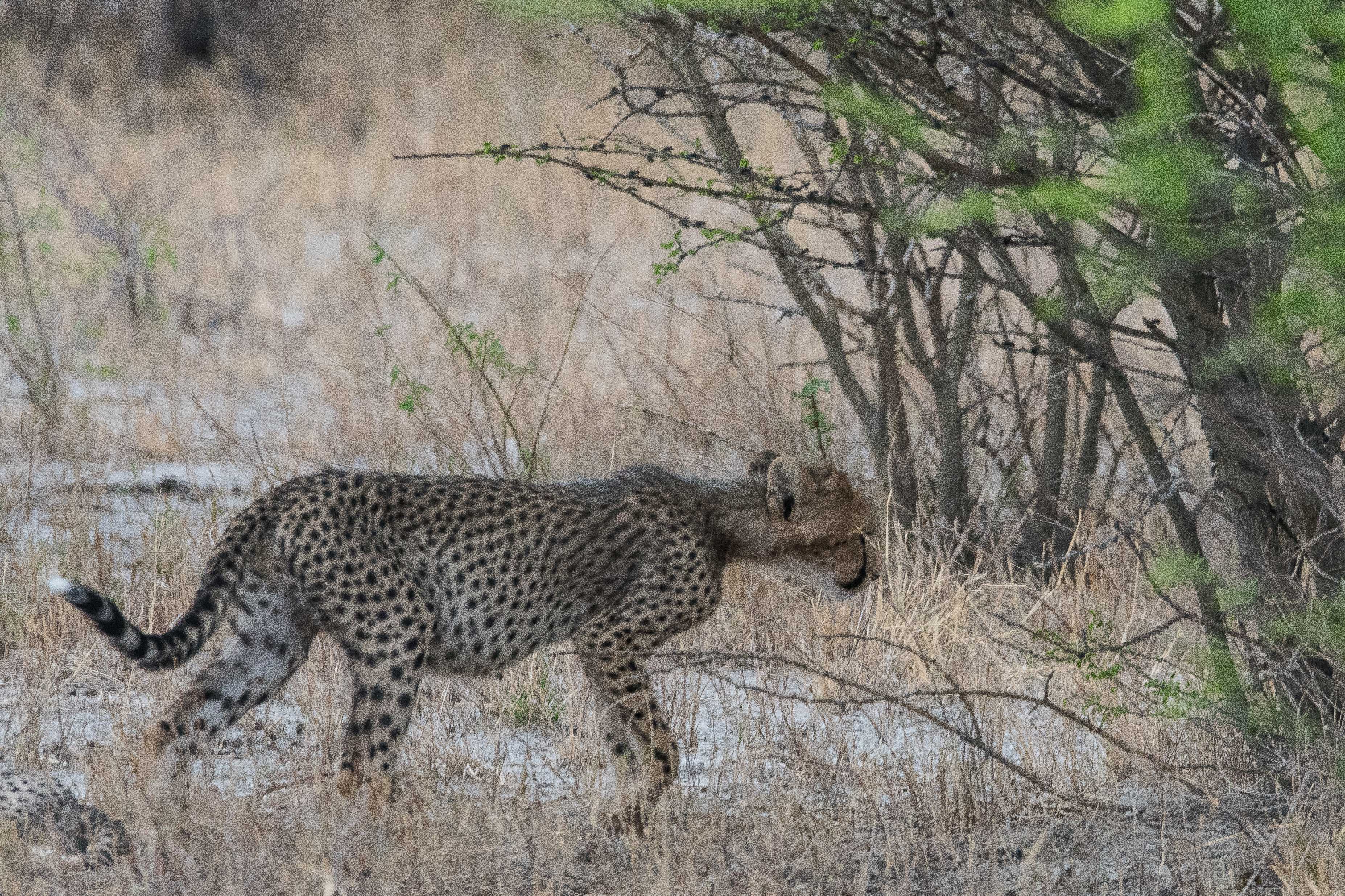 Jeune guépard (Cheetah, Acynonyx jubatus) venant de se nourrir sur une proie tuée par sa mère, et recherchant le groupe familial, Onguma Nature Reserve, Etosha, Namibie.